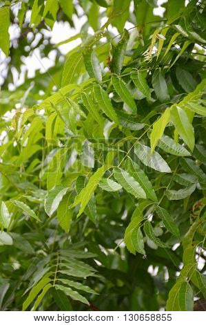 Neem plan tree in garden , Azadirachta indica