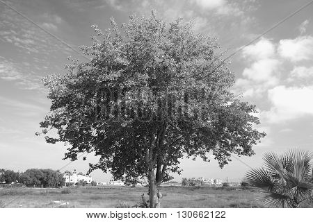 Foliar tree in the tropics in monochrome.