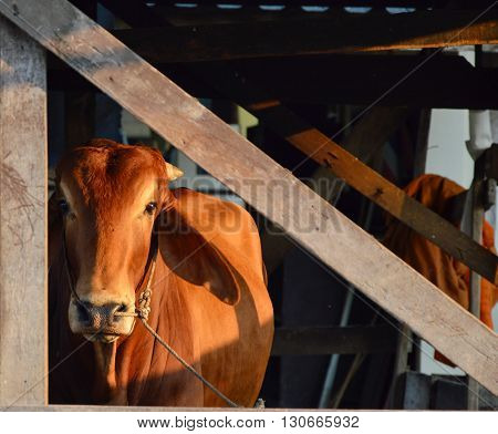 Brahman cattle in byre on evening light