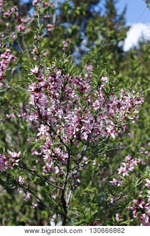 The shrub steppe almond blooming pink flowers at spring