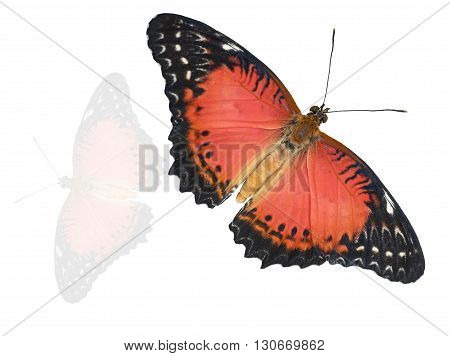 butterfy flying isolated on white with shadow