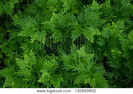 close up fresh green Selaginella involvens fern in garden