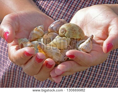 holding different kind of shells in both hands