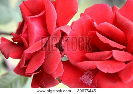two red roses smooth petals beautiful bright colored