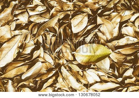 Dried leaves for background with color effect