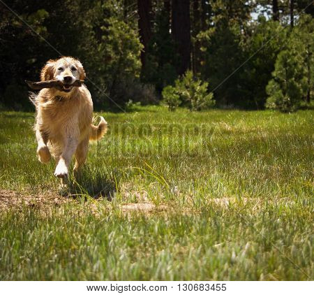 Golden Retriever dog playing fetch in an alpine meadow with pine trees