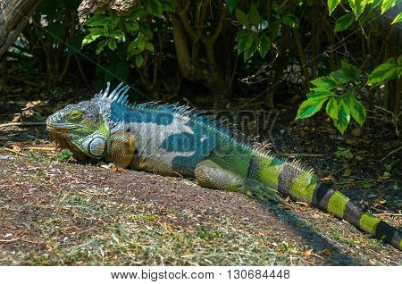 Green Iguana Common Iguana or American iguana. Species of lizard in Central and South America