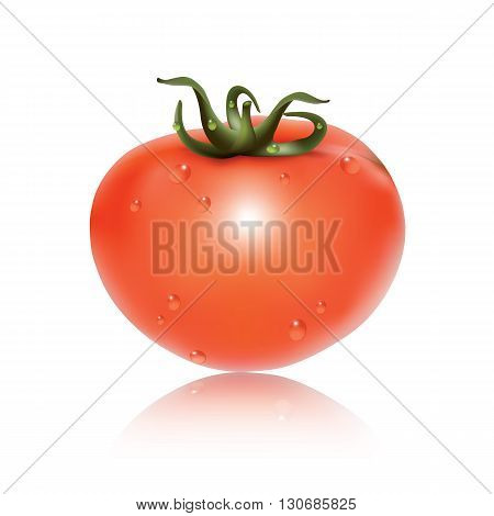 Red fresh tomato isolated on white background. Vector illustration.