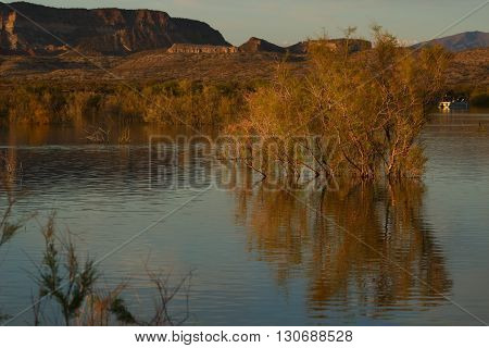 Submerged Tree at the lake in the spring