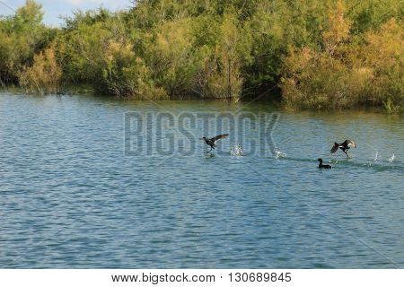 American Coot taking flight at the lake