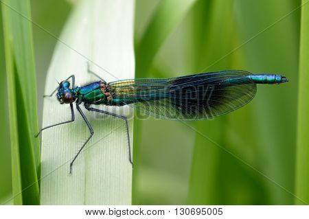 Male Banded Demoiselle (Calopteryx splendens) perched on a reed.