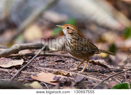 beautiful Puff-throated Babbler (Pellorneum ruficef) possing on the log