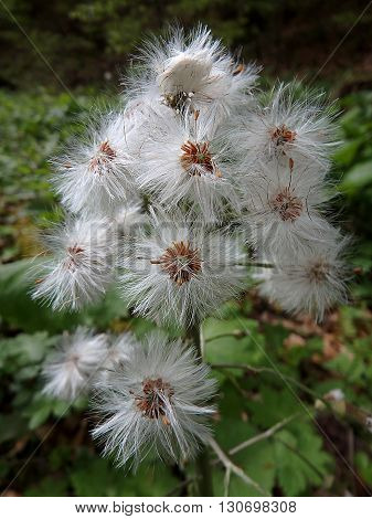 flowering white butterbur, background, White butterbur (Petasites albus)