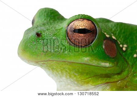 Andes tree frog, Hypsiboas riojanus. A beautiful green treefrog living in the high valleys of Bolivia and Peru. Macro of a small tropical amphibian, isolated on white background.