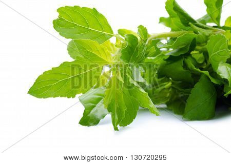 Holy Basil Or Tulsi Leaves Isolated Over White Background