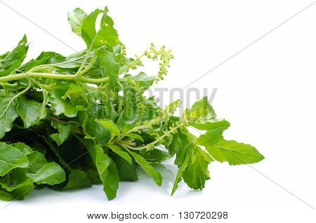 Holy Basil Or Tulsi Leaves Isolated Over White Background