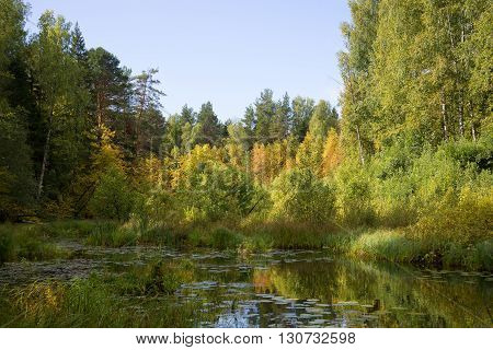 September in the backwaters of the river Meza. Kostroma region, Russia