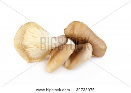 Abalone Mushroom Isolated On White Background