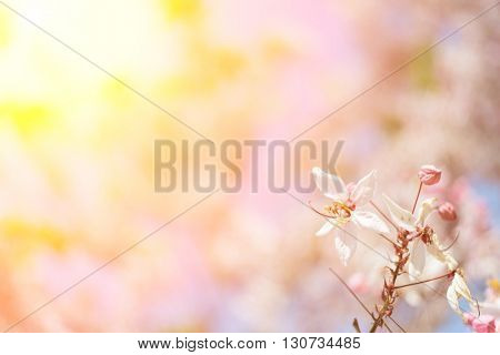 Cassia bakeriana tree with pink flowers, also called Thailand Sakura