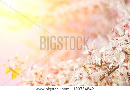 Cassia bakeriana tree with pink flowers, also called Thailand Sakura