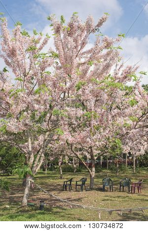 Cassia bakeriana tree with pink flowers, also called Thailand Sakura