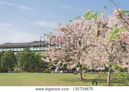 Cassia bakeriana tree with pink flowers, also called Thailand Sakura