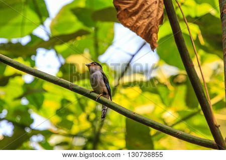 Silver-breasted Broadbill Beautiful Bird On A Branch