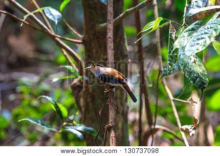 Silver-breasted Broadbill Beautiful Bird On A Branch