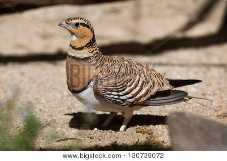 Pin-tailed sandgrouse (Pterocles alchata). Wild life animal. 