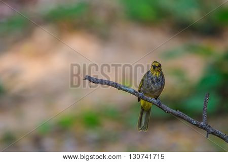 Stripe-throated Bulbul Bird, Standing On A Branch In Nature