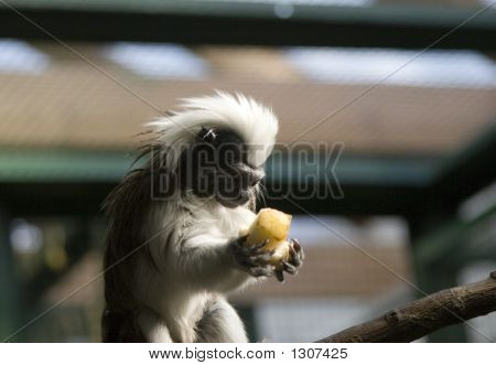 Abe med banan