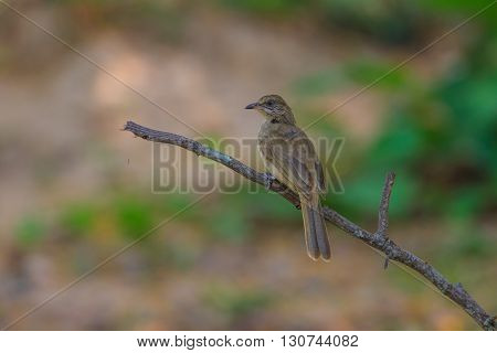 Streak-eared Bulbul (pycnonotus Blanfordi) In Nature