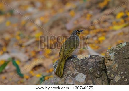 Stripe-throated Bulbul Bird, Standing On A Branch In Nature