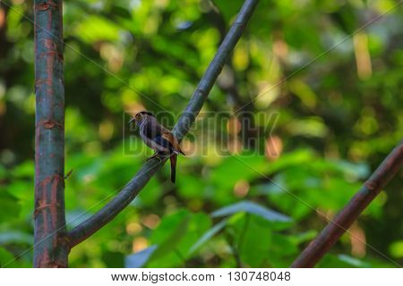 Silver-breasted Broadbill Beautiful Bird On A Branch