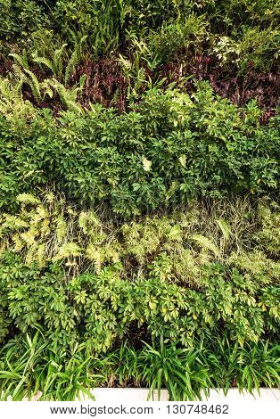 Green wall , eco-friendly vertical garden wall