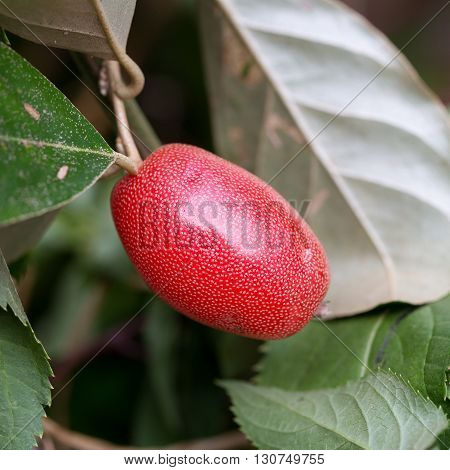 Ripe Elaeagnus Latifolia Fruits On Tree In Natural