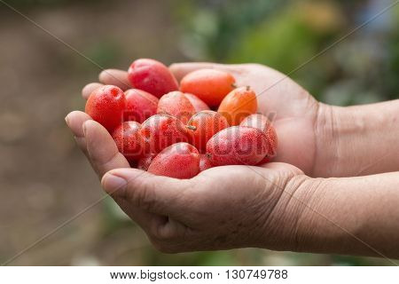 Ripe Elaeagnus Latifolia Fruits