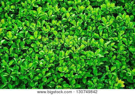 lush hedge of evergreen plant with ownership separation function lush hedge of evergreen plant with ownership separation function