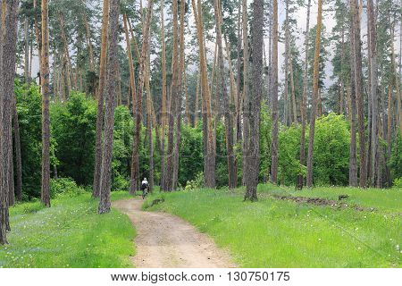 a healthy lifestyle and the beauty of the forest

girl riding a bike on a narrow road in the forest.

stand tall green pines