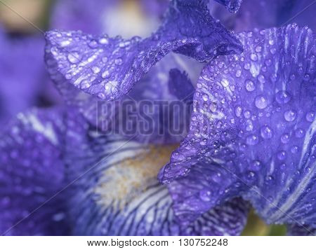 Blue Iris flower with water drop in close up