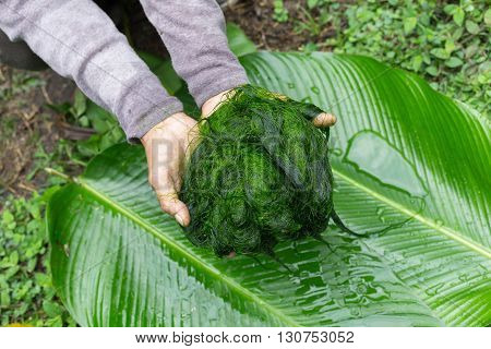 Freshwater Algae (spirogyra Sp.) Ready Is Used To Make Food