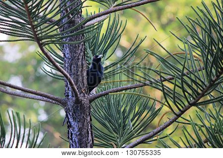 Photo showed a black raven resting on a branch