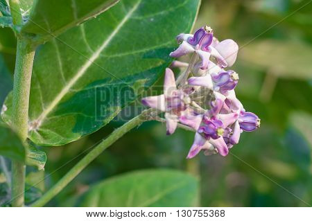 Crown Flower, Giant Indian Milkweed, Gigantic, Swallowwort