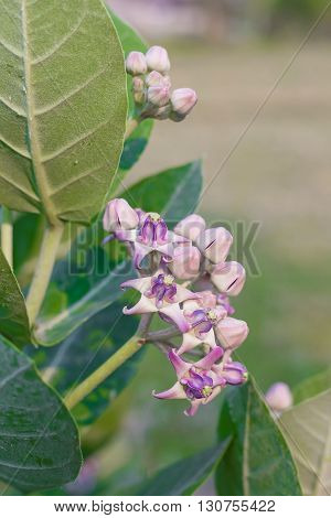Crown Flower, Giant Indian Milkweed, Gigantic, Swallowwort