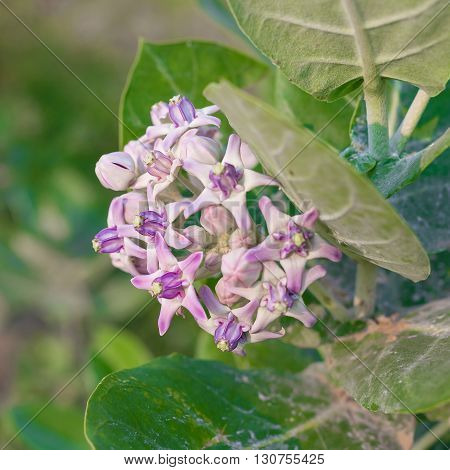 Crown Flower, Giant Indian Milkweed, Gigantic, Swallowwort