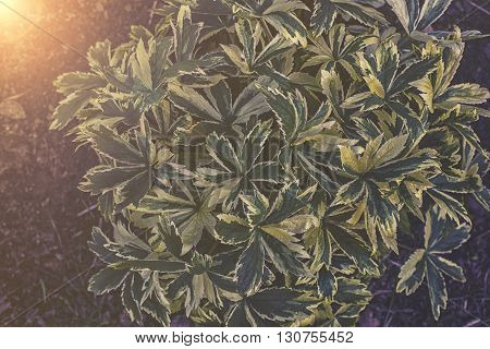 Close Up On Astrantia Leafs Sunset Or Sunrise