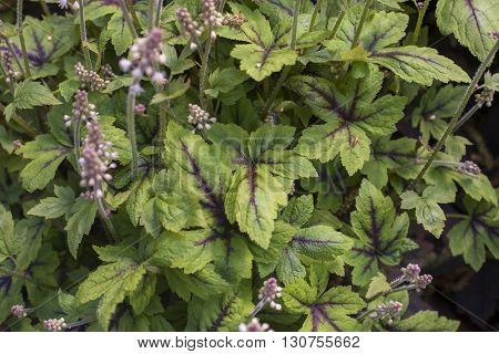 Close Up On Tiarella Leaf In Garden