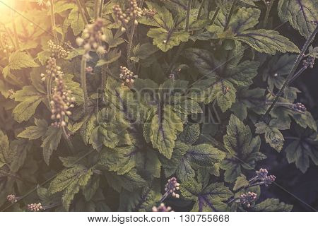 Close Up On Tiarella Leaf In Garden Sunset Or Sunrise