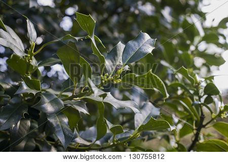 close up on Ilex aquifolium in garden