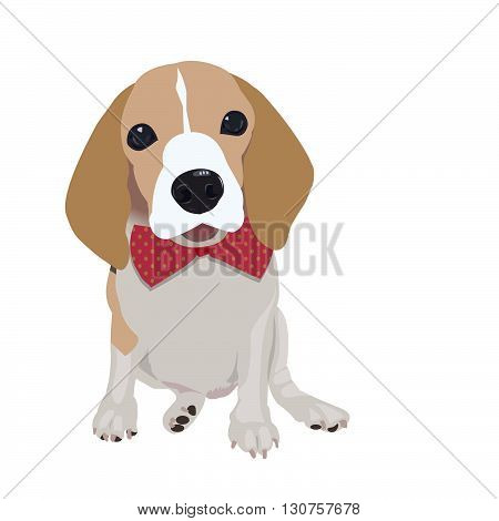 Cute Queen Elizabeth Pocket beagle with red bow on white backgroundvector illustration